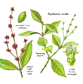 Psychotria viridis7.gif